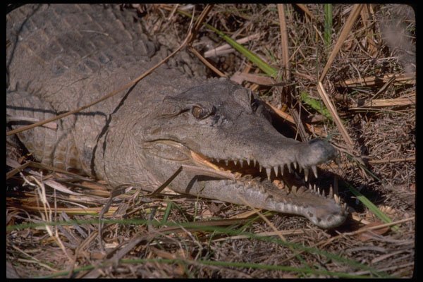 416000 African Long snouted Crocodile A4 Photo Print