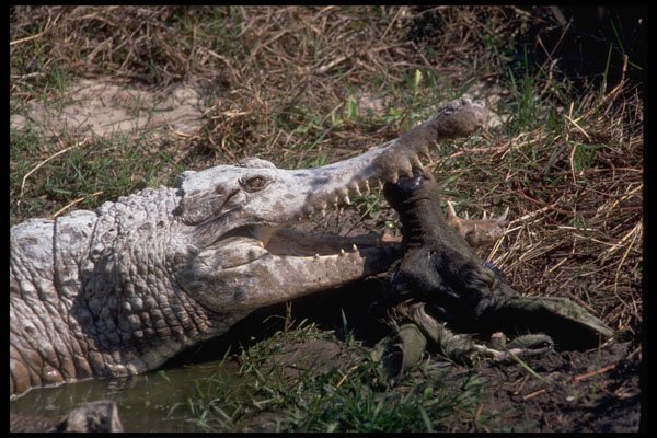 416001 African Long snouted Crocodile With Kill A4 Photo Print