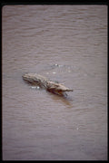 416002 Nile Crocodile, Mouth Open A4 Photo Print