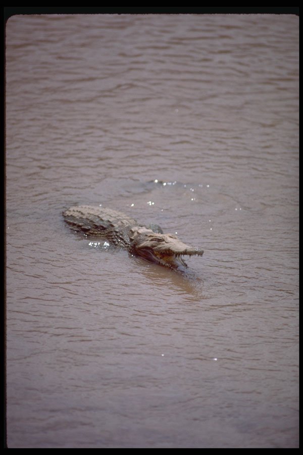 416002 Nile Crocodile, Mouth Open A4 Photo Print