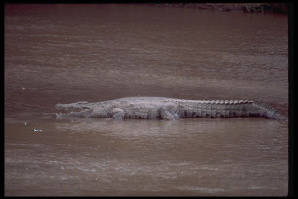 416003 Nile Crocodile, Mouth Open A4 Photo Print