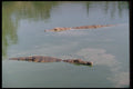 416004 Nile Crocodiles A4 Photo Print