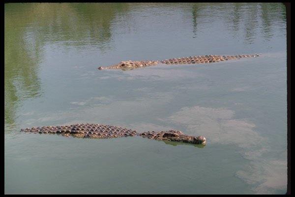 416004 Nile Crocodiles A4 Photo Print