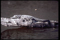 416005 Nile Crocodile A4 Photo Print