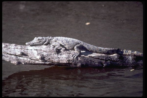 416005 Nile Crocodile A4 Photo Print