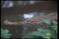 416006 False Gavial (Tomistoma Schlegii) A4 Photo Print