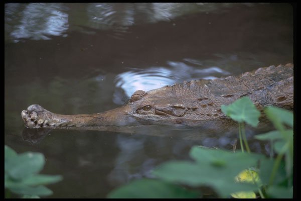 416006 False Gavial (Tomistoma Schlegii) A4 Photo Print
