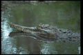 416007 False Gavial (Tomistoma Schlegii) A4 Photo Print