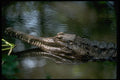 416008 False Gavial (Tomistoma Schlegii) A4 Photo Print