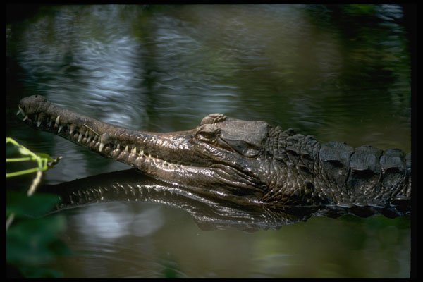 416008 False Gavial (Tomistoma Schlegii) A4 Photo Print