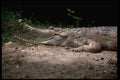 416009 False Gavial (Tomistoma Schlegii) A4 Photo Print