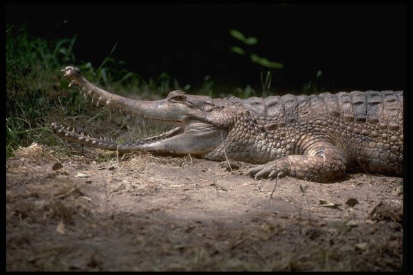 416009 False Gavial (Tomistoma Schlegii) A4 Photo Print