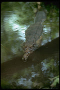 416010 False Gavial (Tomistoma Schlegii) A4 Photo Print