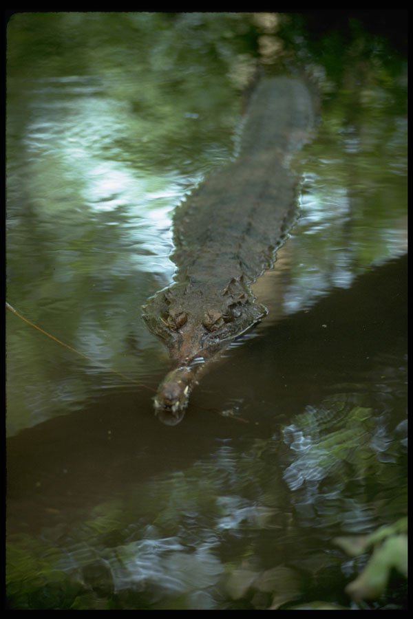 416010 False Gavial (Tomistoma Schlegii) A4 Photo Print