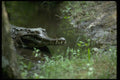 416011 False Gavial (Tomistoma Schlegii) A4 Photo Print