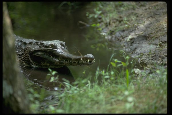 416011 False Gavial (Tomistoma Schlegii) A4 Photo Print
