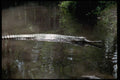 416012 False Gavial (Tomistoma Schlegii) A4 Photo Print