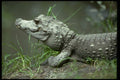 416013 Dwarf Crocodile (Osteolaemus Tetraspis) A4 Photo Print