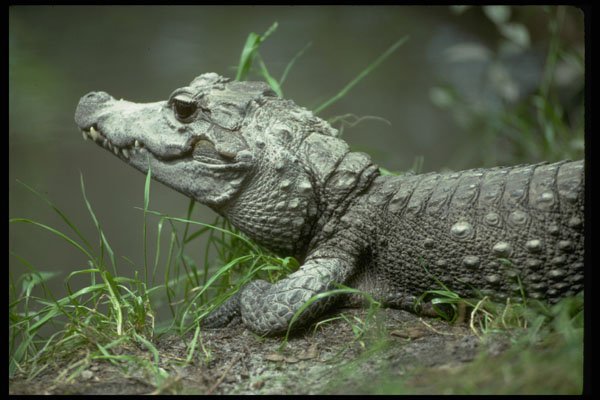 416013 Dwarf Crocodile (Osteolaemus Tetraspis) A4 Photo Print