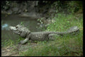 416014 Dwarf Crocodile (Osteolaemus Tetraspis) A4 Photo Print