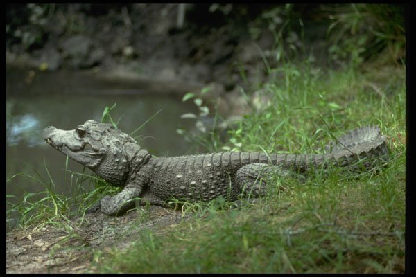 416014 Dwarf Crocodile (Osteolaemus Tetraspis) A4 Photo Print