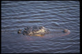 416015 14 foot Alligator A4 Photo Print