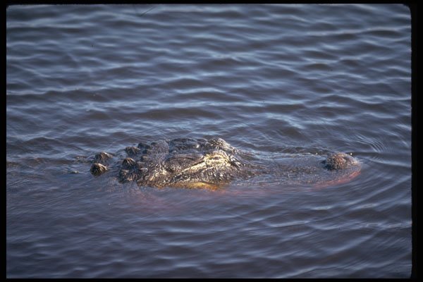 416015 14 foot Alligator A4 Photo Print