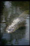 416016 American Alligator (Alligator Mississipiensis) A4 Photo Print