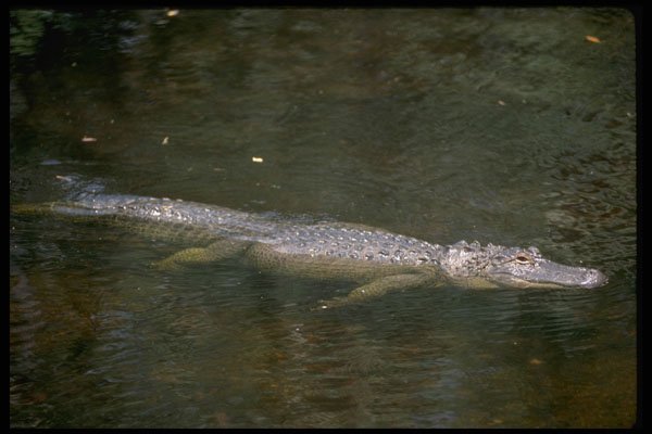 416017 American Alligator (Alligator Mississipiensis) A4 Photo Print