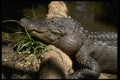 416018 American Alligator (Alligator Mississipiensis) A4 Photo Print