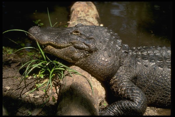 416018 American Alligator (Alligator Mississipiensis) A4 Photo Print
