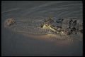 416019 Alligator With Red Dragonfly On Eye A4 Photo Print