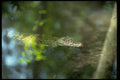 416020 Cuban Crocodile (Crocodylus Rhombifer) A4 Photo Print