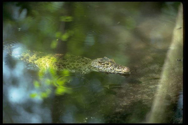 416020 Cuban Crocodile (Crocodylus Rhombifer) A4 Photo Print