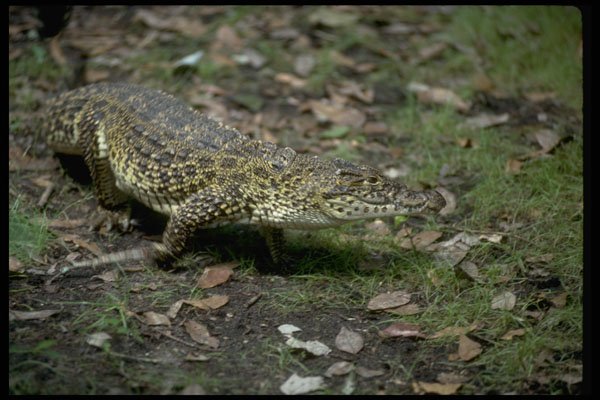 416021 Cuban Crocodile (Crocodylus Rhombifer) A4 Photo Print