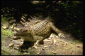 416022 Cuban Crocodile (Crocodylus Rhombifer) A4 Photo Print