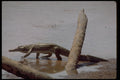 416023 Nile Crocodile, Walking A4 Photo Print
