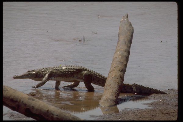416023 Nile Crocodile, Walking A4 Photo Print