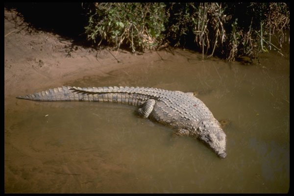 416024 Nile Crocodile, Basking A4 Photo Print