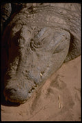 416025 Nile Crocodile, Head Study A4 Photo Print