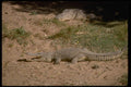 416026 Nile Crocodile, Basking A4 Photo Print