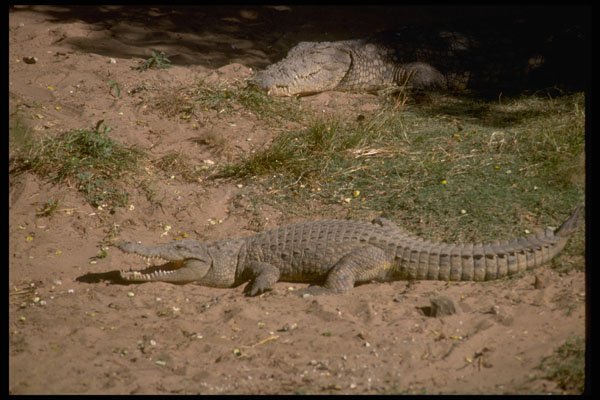 416026 Nile Crocodile, Basking A4 Photo Print