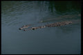 416027 Nile Crocodiles A4 Photo Print