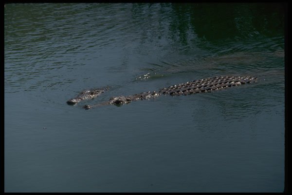 416027 Nile Crocodiles A4 Photo Print
