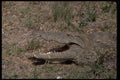 416028 Nile Crocodile A4 Photo Print