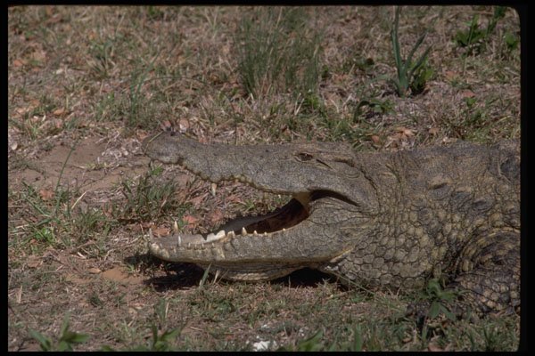 416028 Nile Crocodile A4 Photo Print