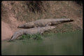 416029 Nile Crocodiles A4 Photo Print