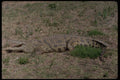 416030 Nile Crocodile A4 Photo Print
