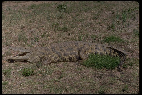 416030 Nile Crocodile A4 Photo Print