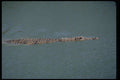 416031 Nile Crocodile A4 Photo Print